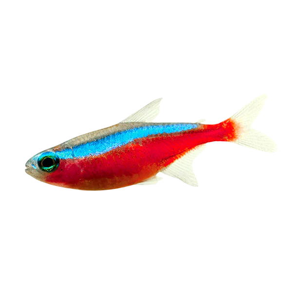 Cardinal tetras