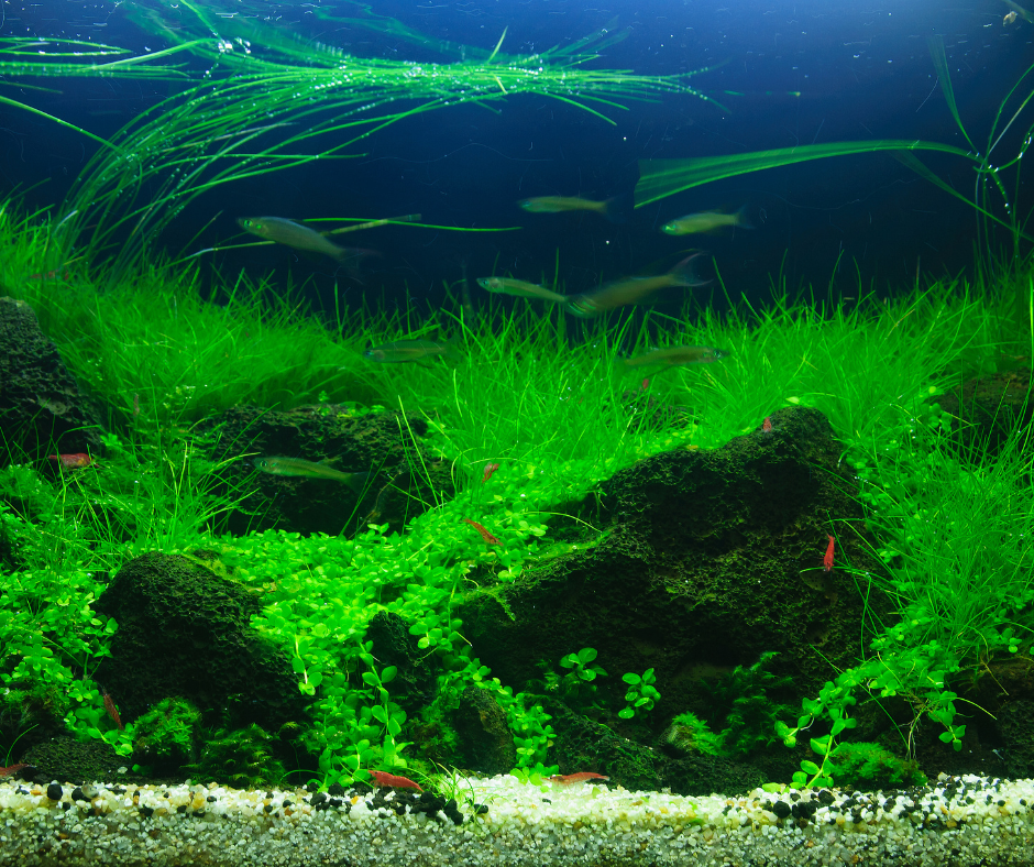 Aquascape