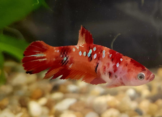 Traitement poisson Betta