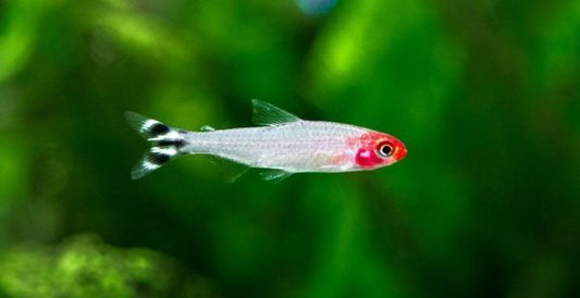 Tout ce que vous devez savoir sur les poissons Tétra pour votre aquarium
