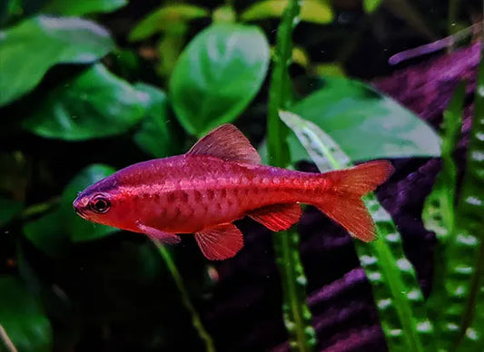 Cherry Barbs