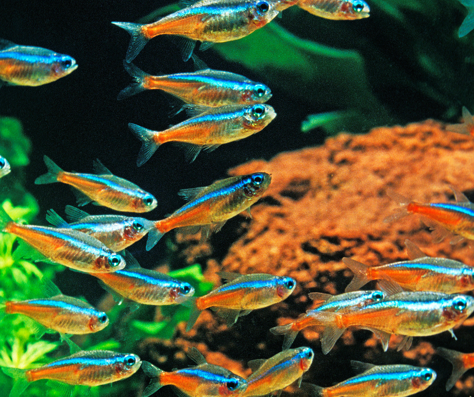 Mini tetra fish shop