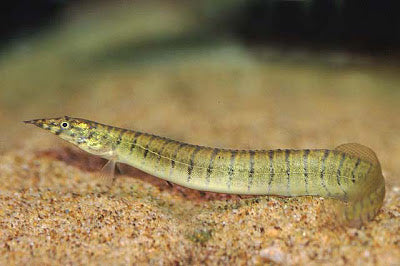 Anguille zigzag (Eel zigzag) - NageoireBleue
