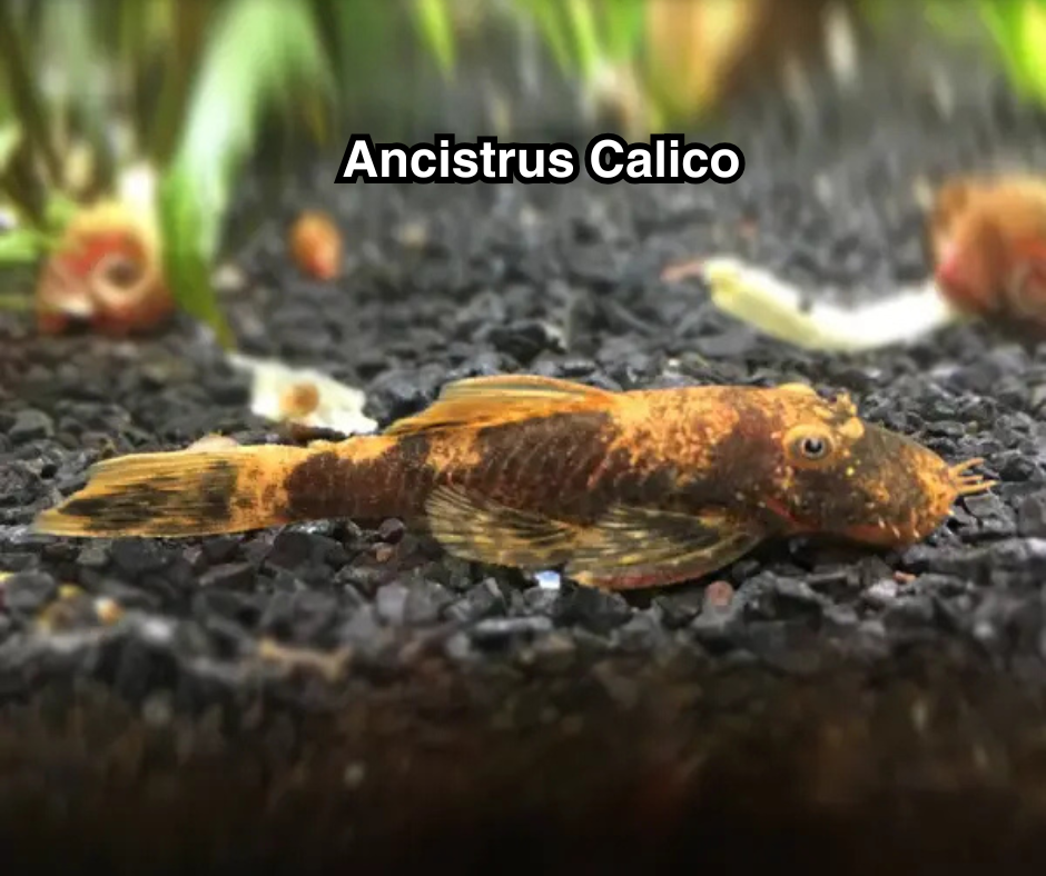 Ancistrus Calico - NageoireBleue