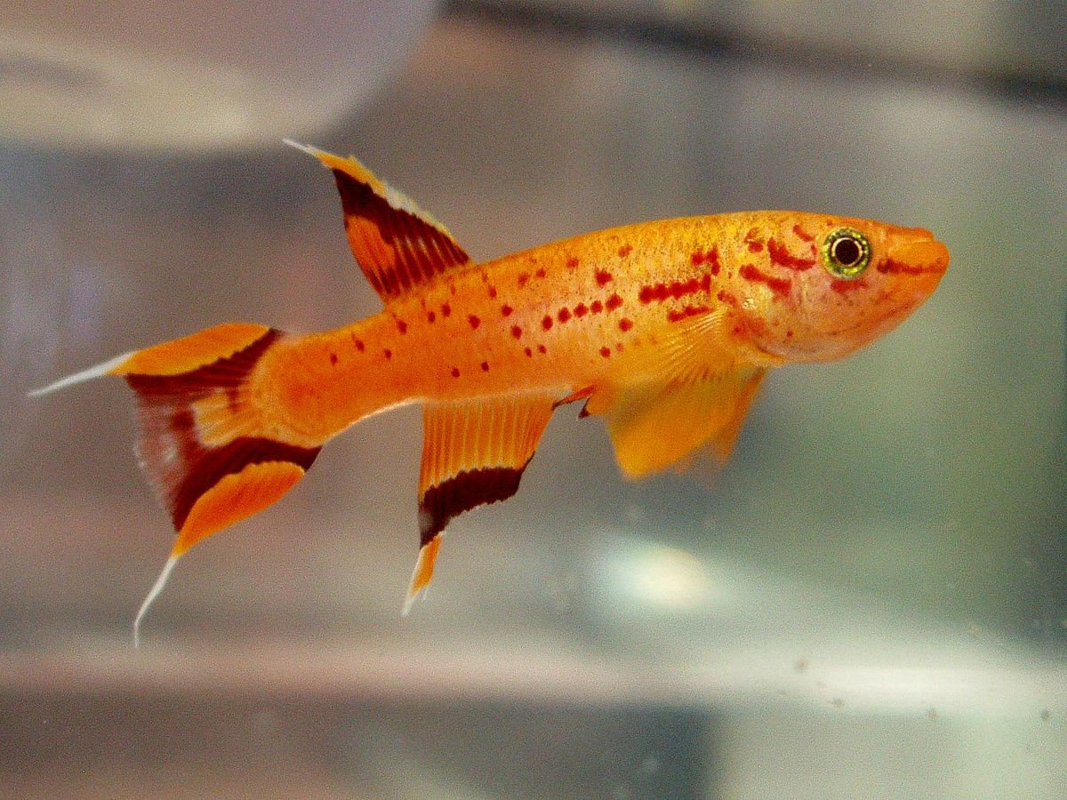 Killifish Cape Lopez - NageoireBleue