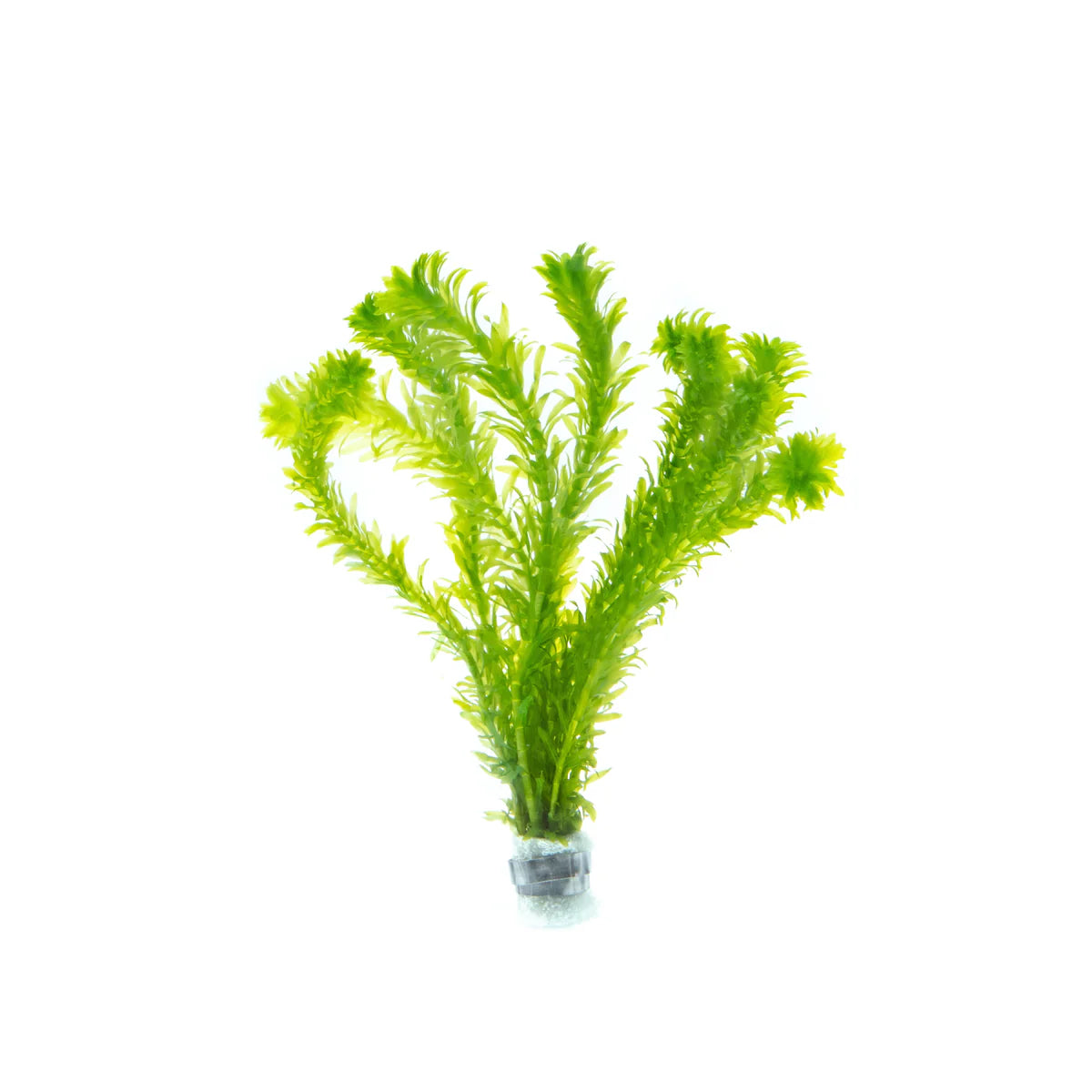 Egeria/elodea densa - NageoireBleue