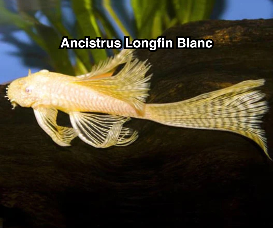 Ancistrus albino LongFin - NageoireBleue