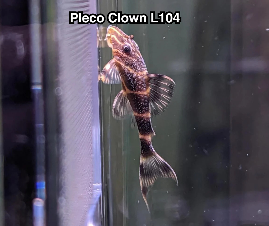 Pleco Clown L104 - NageoireBleue