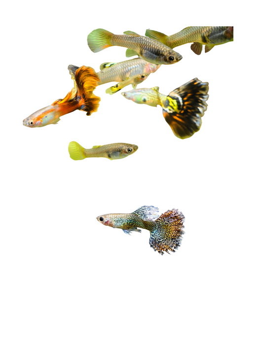 Guppy Mix Male - NageoireBleue