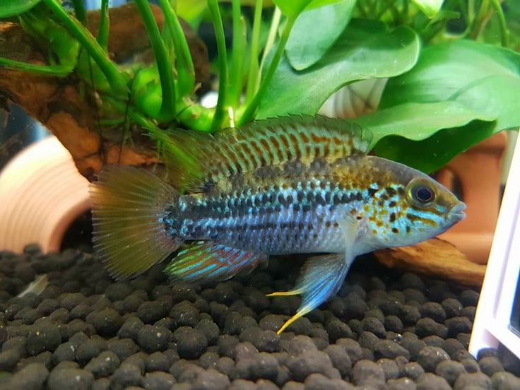 Apistogramma d.18 - NageoireBleue