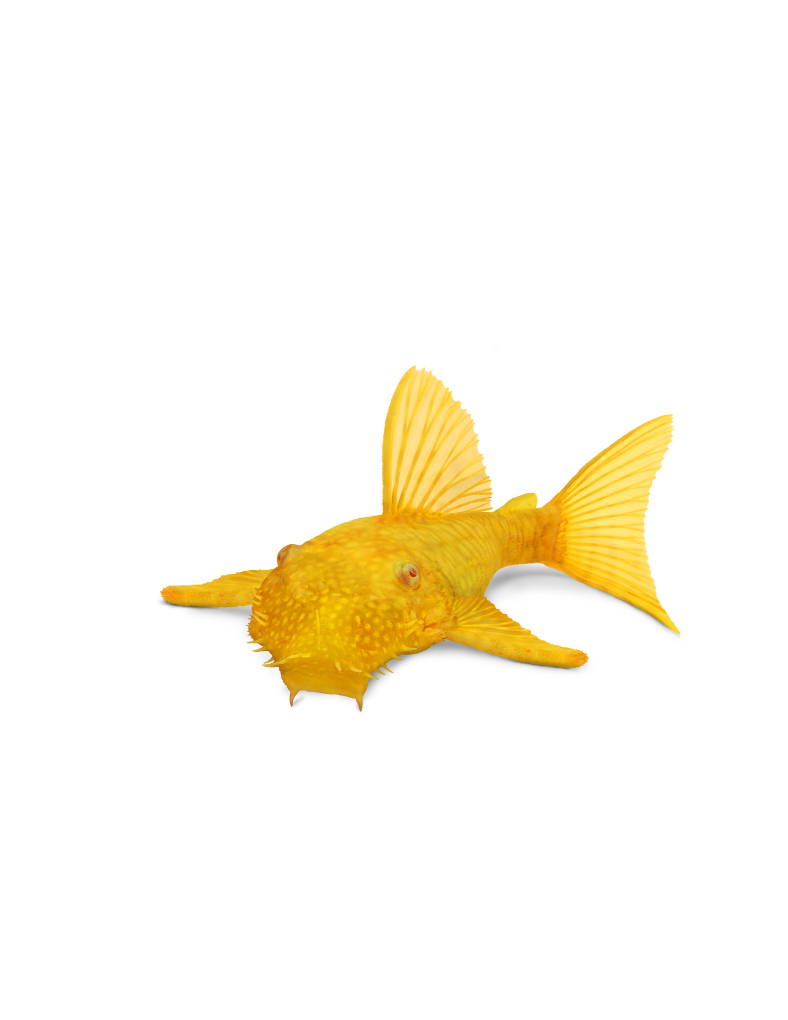 BristleNose Pleco Albino - NageoireBleue