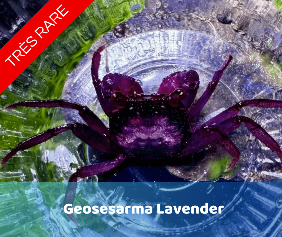 Geosesarma Lavende
