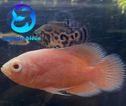 Oscar chili rouge - NageoireBleue
