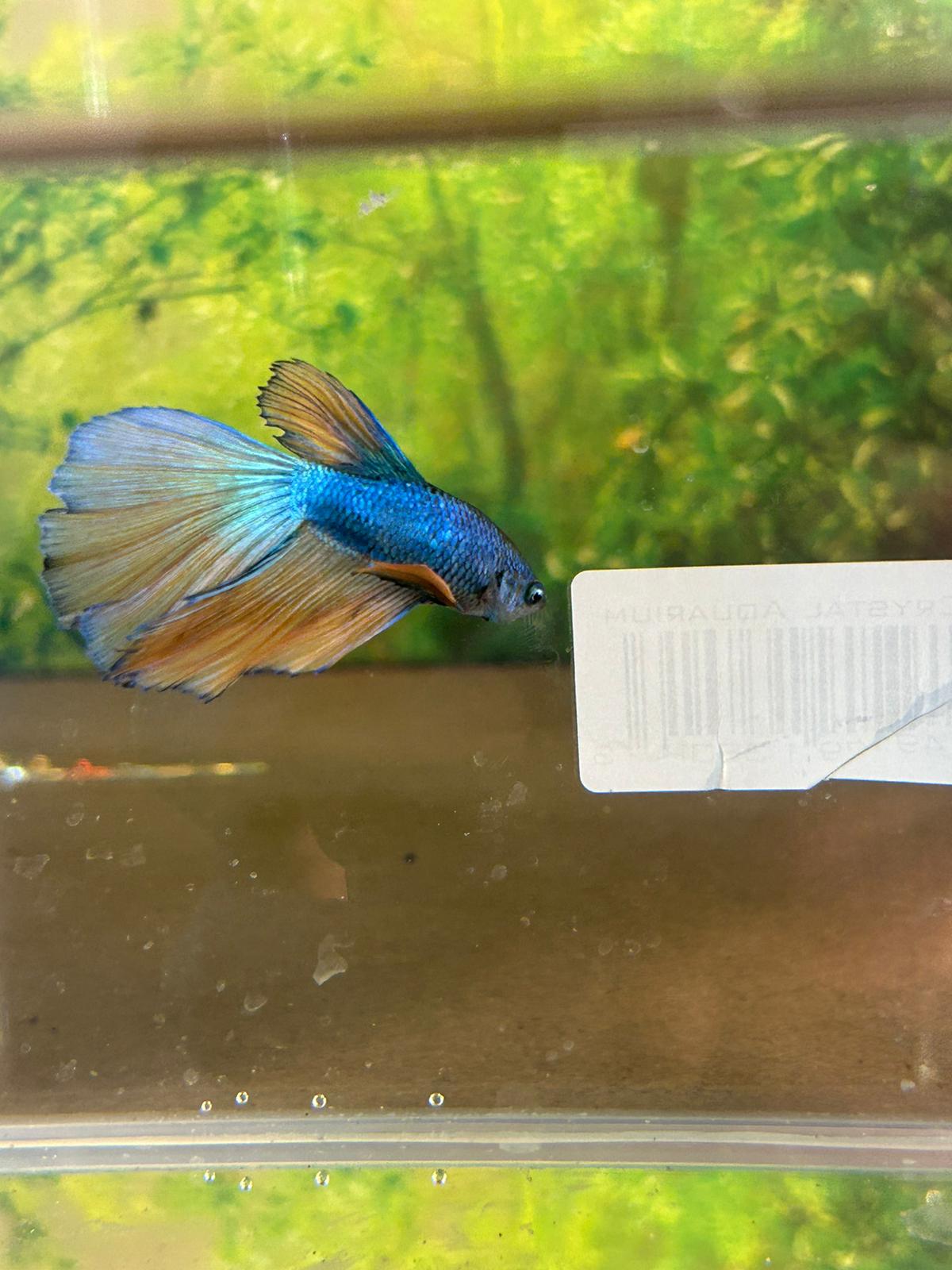 Betta Delta Blue Copper ( reflet metalique) - NageoireBleue