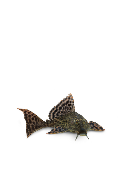 Pleco commun Medium/Large - NageoireBleue