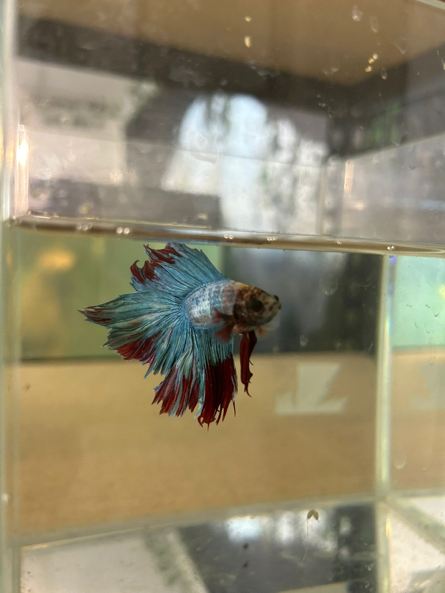 Betta Male - NageoireBleue