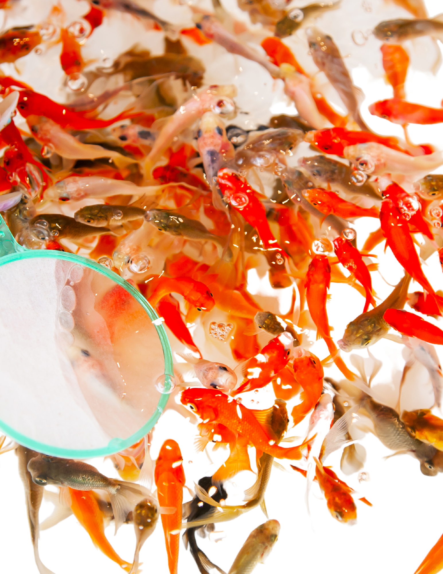 Comet fish Petit ( Nourrir ) - NageoireBleue