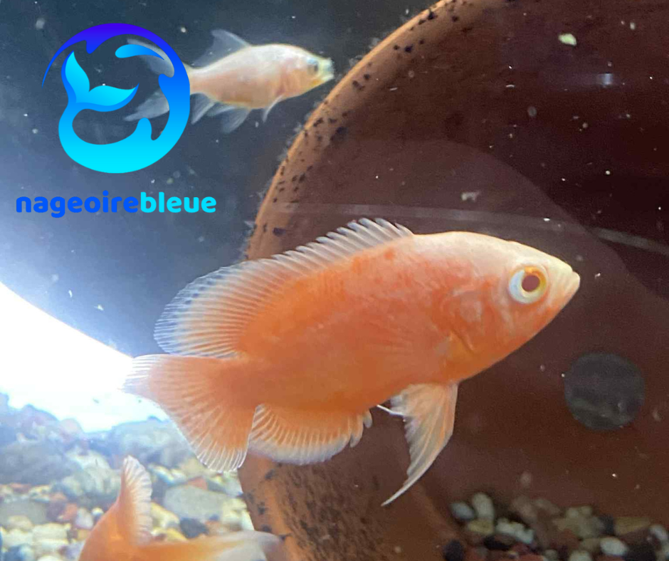 Oscar chili rouge