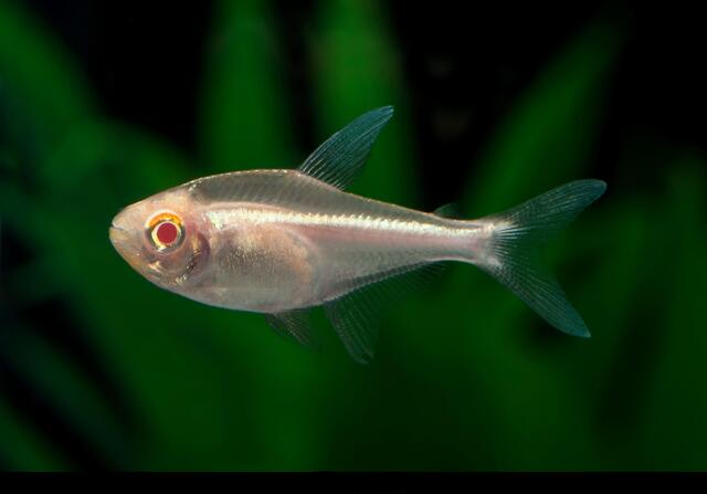 Tétra Néon Noir Albino - NageoireBleue