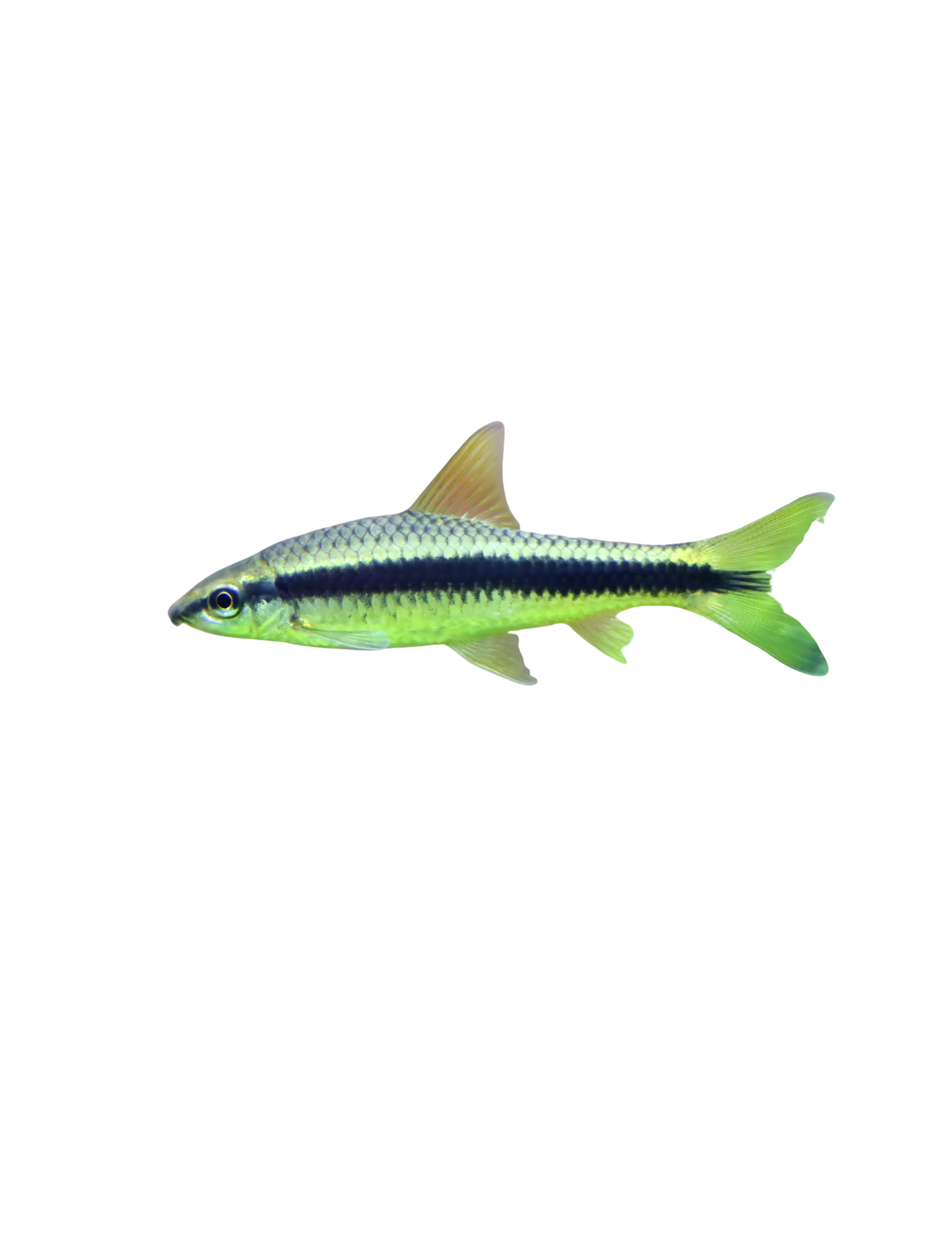 Siamensis mangeur d'algues - NageoireBleue