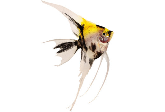 Scalaire Koi - NageoireBleue