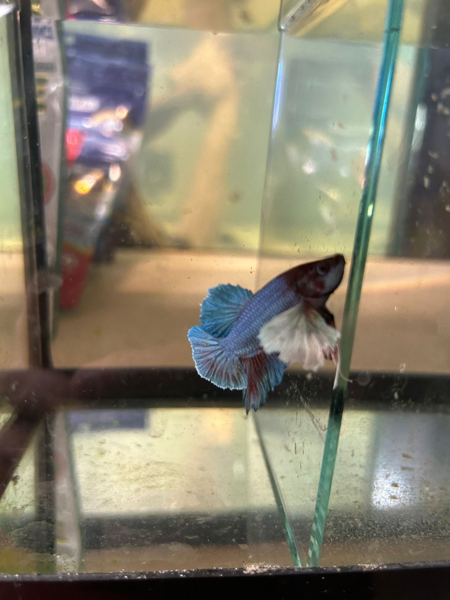 Betta Dumbo Male - NageoireBleue