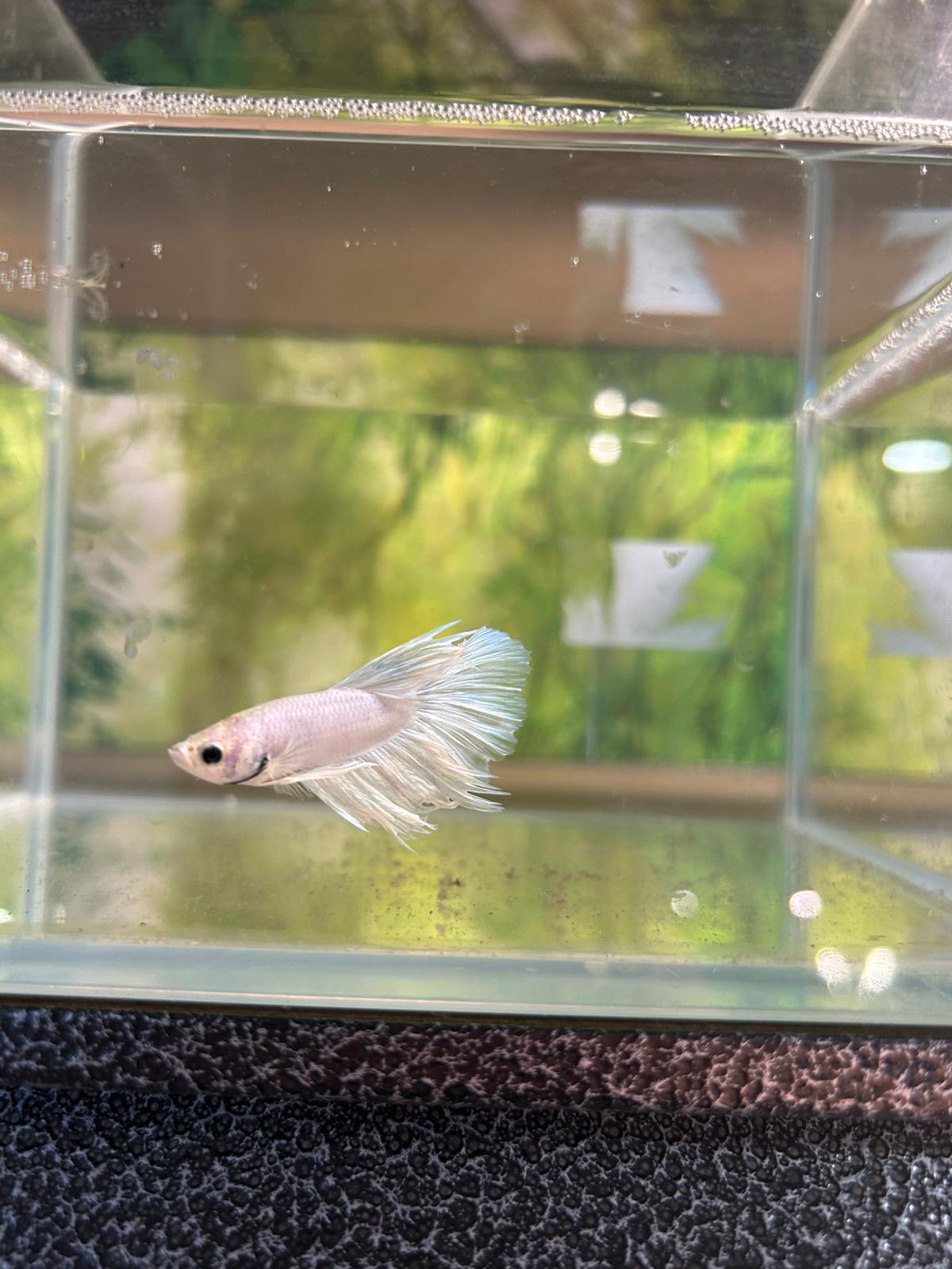 Betta Blanc Super Delta - NageoireBleue
