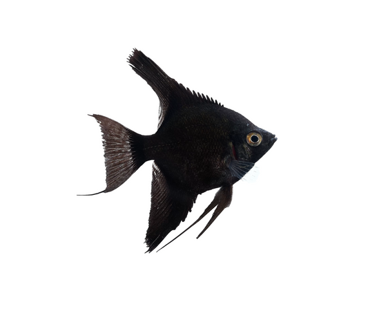 Scalaire Noir avec un peu de gris XL - NageoireBleue