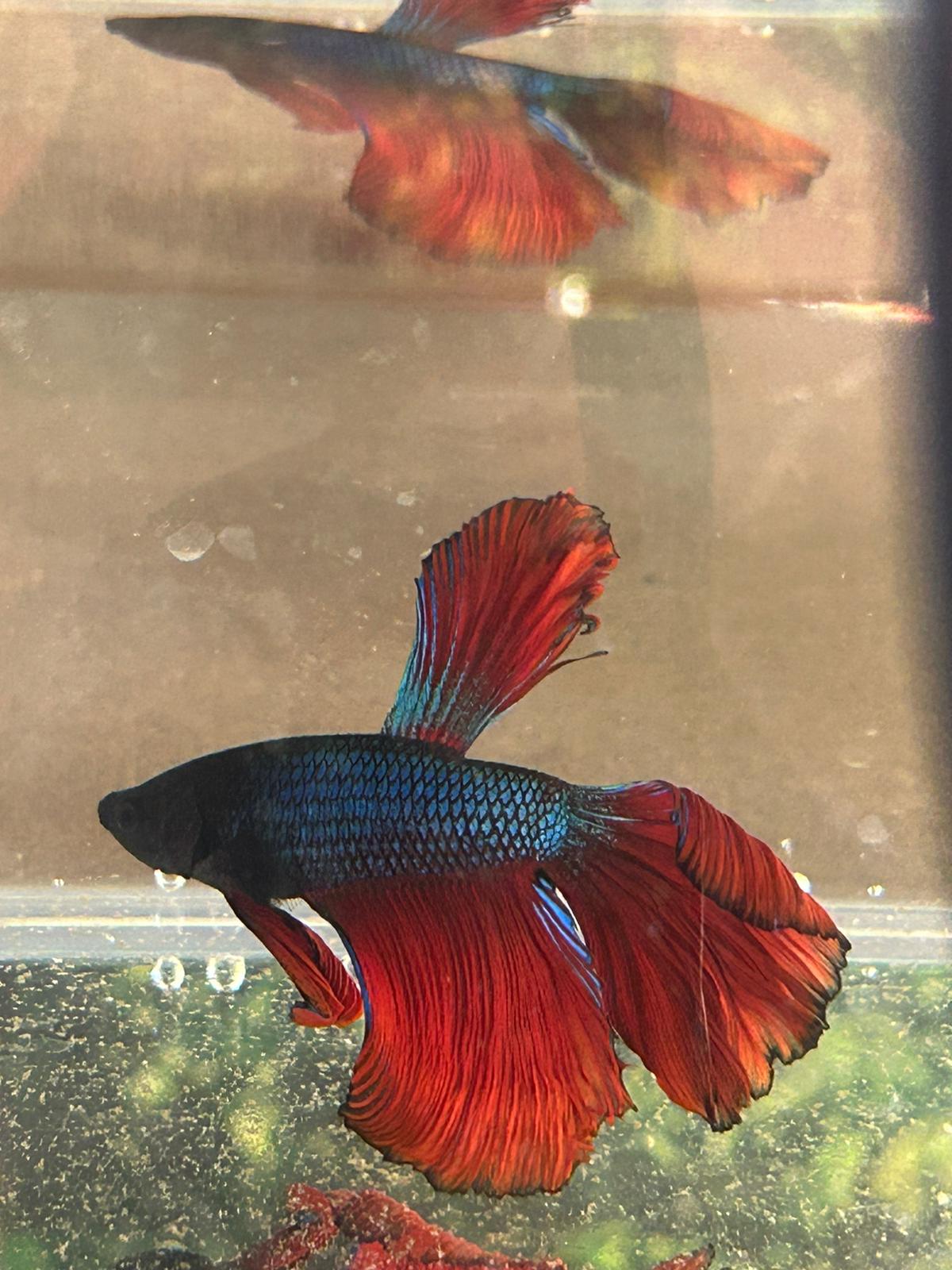 Betta Double delta bleue/rouge - NageoireBleue