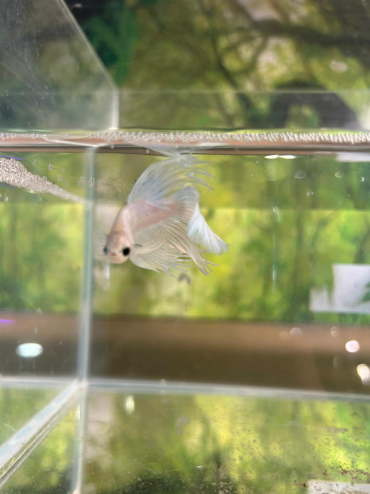 Betta Blanc Super Delta - NageoireBleue