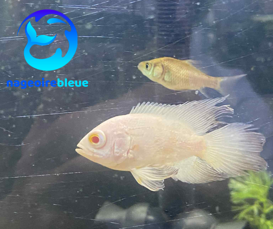 Oscar albinos à longues nageoires