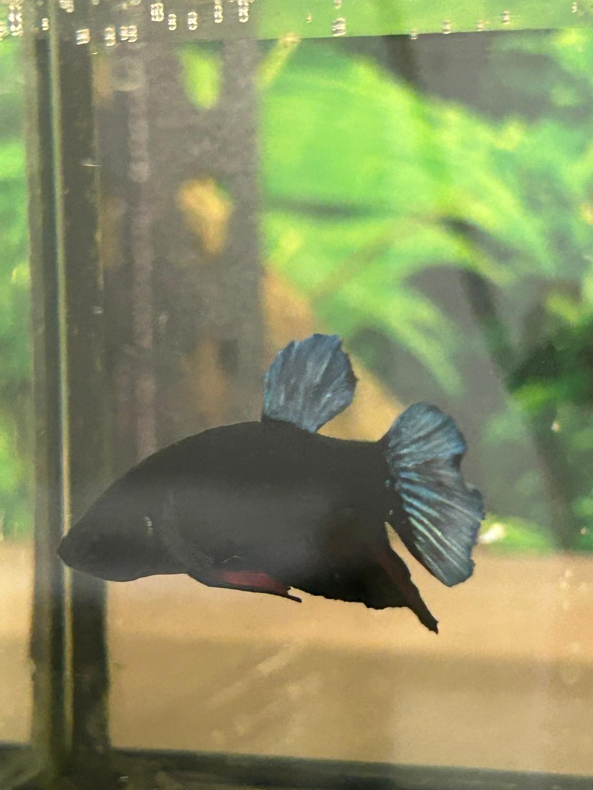 Black Orchid Betta - NageoireBleue