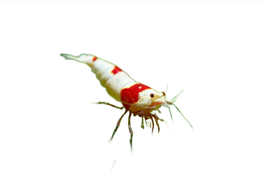 Shrimp grade crystal A ( rouge et blanc )