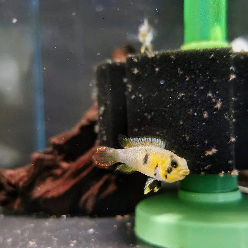 Apistogramma Panduro