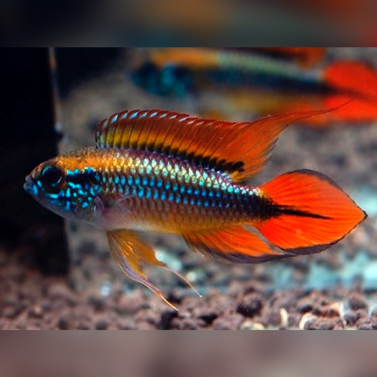 Apistogramma Agassizii "Triple Red" (1 mâle + 1 femelle)
