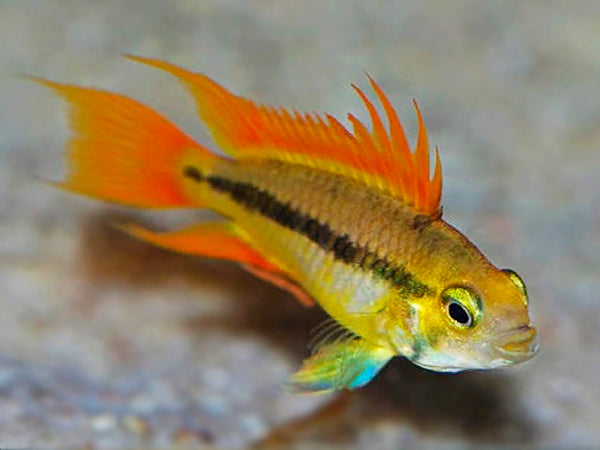 Apistogramma cacatuoides orange