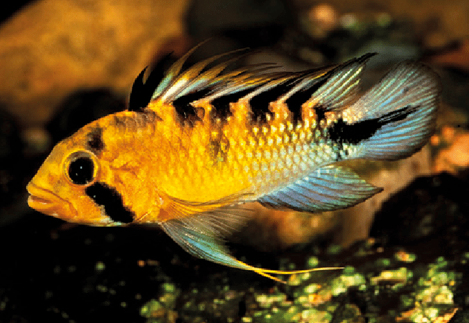 Apistogramma rositae (En paires) - NageoireBleue