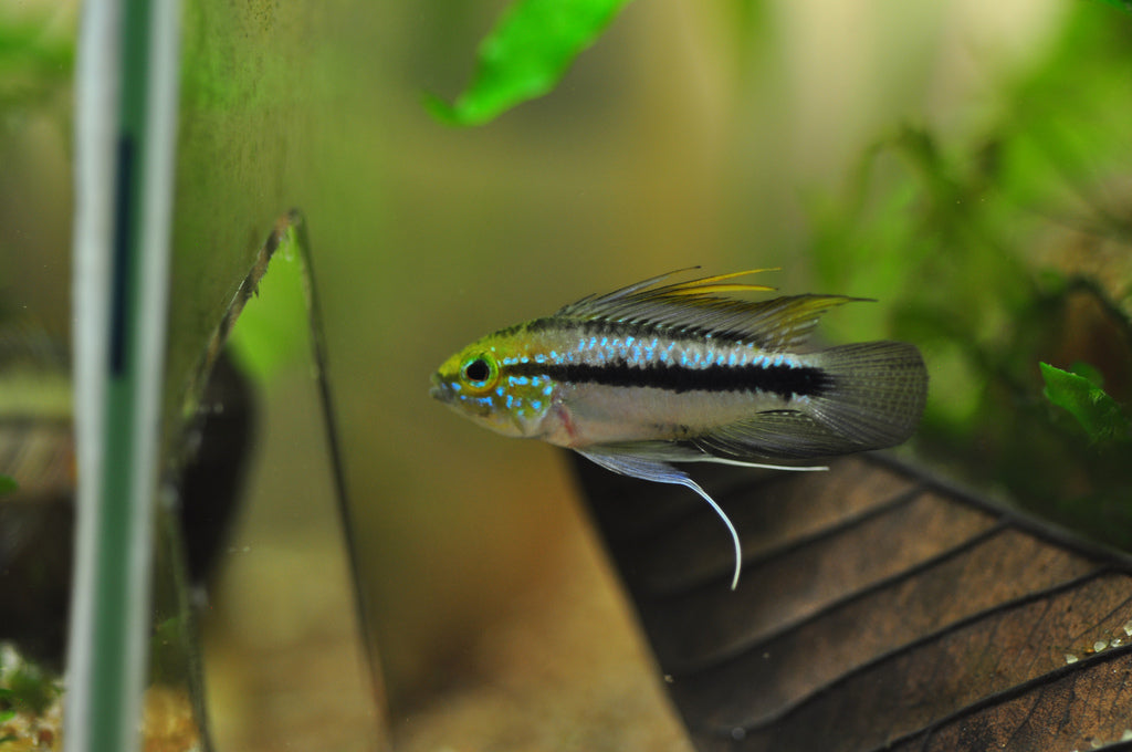 Apistogramma trifasciata (1 mâle + 1 femelle)