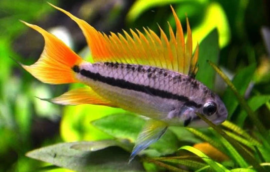 Apistogramma cacatuoides orange - NageoireBleue