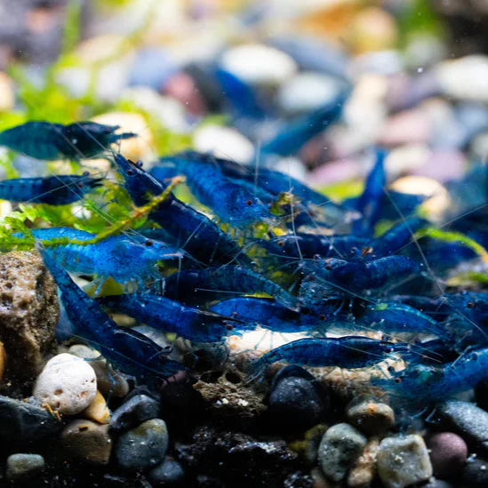 Crevette Blue Dream - NageoireBleue