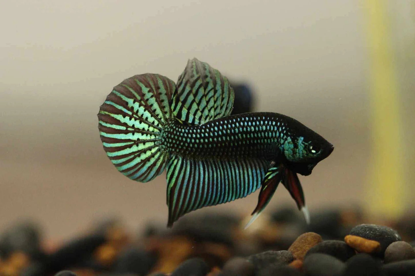 Betta mahachai (Mâle) - NageoireBleue