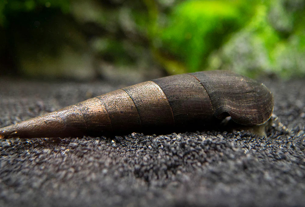 Escargot Black Devil