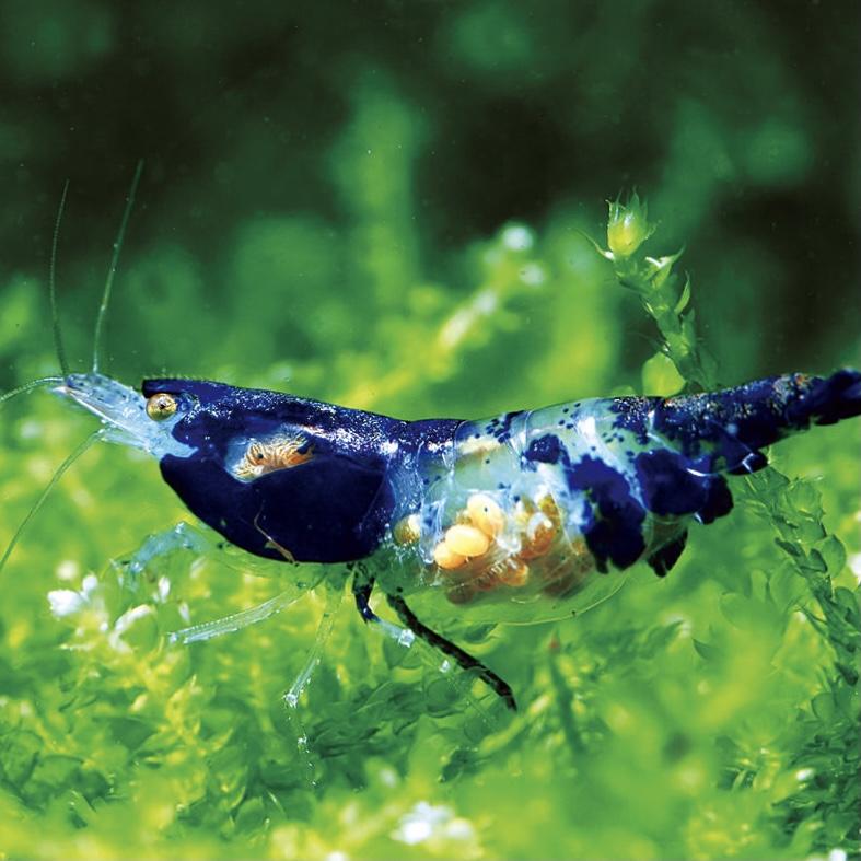 Crevette Rili Bleue - NageoireBleue
