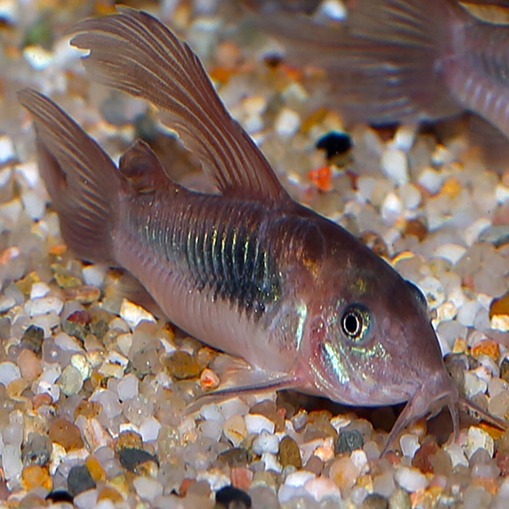 Corydoras Bronze à longue nageoire - NageoireBleue