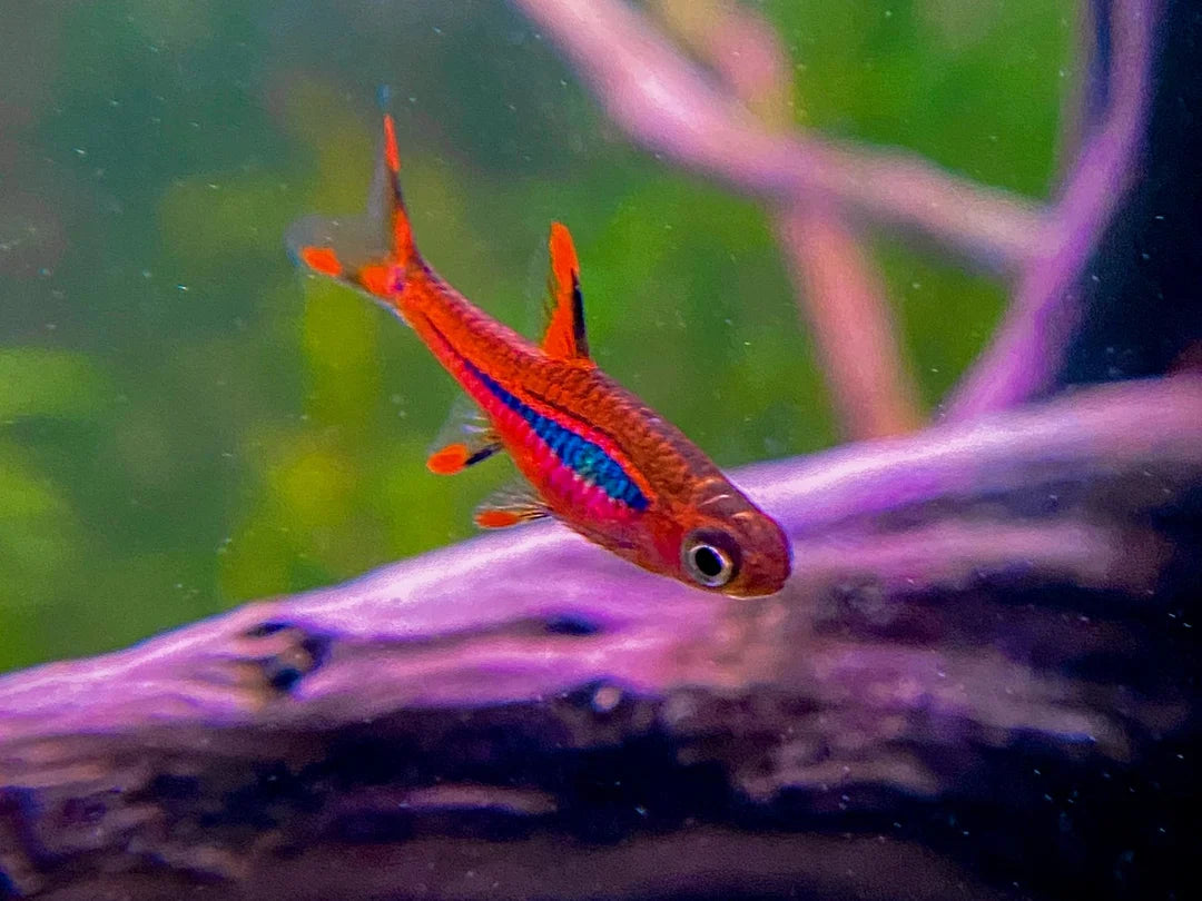 chili rasbora **(DISPONIBLE LE 20 AOÛT — PRÉRÉSERVEZ DÈS MAINTENANT)**