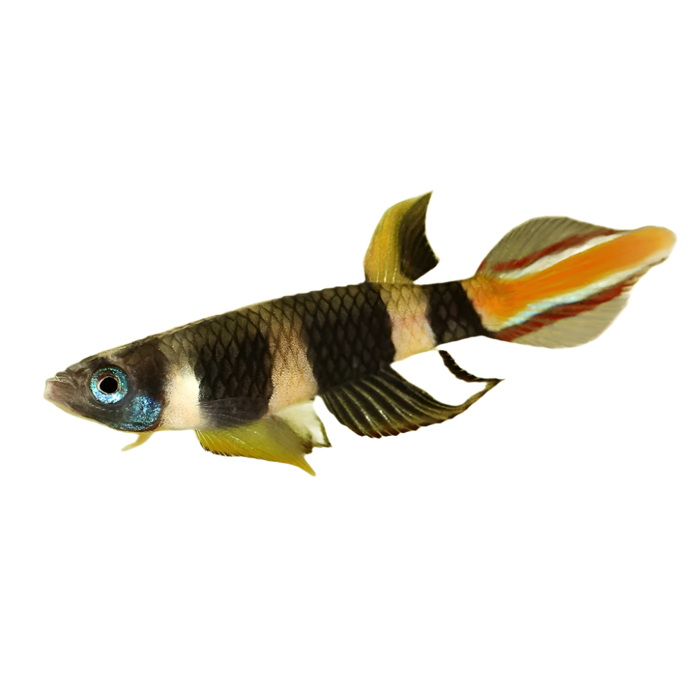 Killifish clown/rocket - NageoireBleue