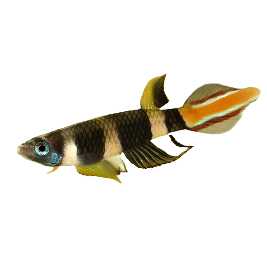 Killifish clown/rocket - NageoireBleue
