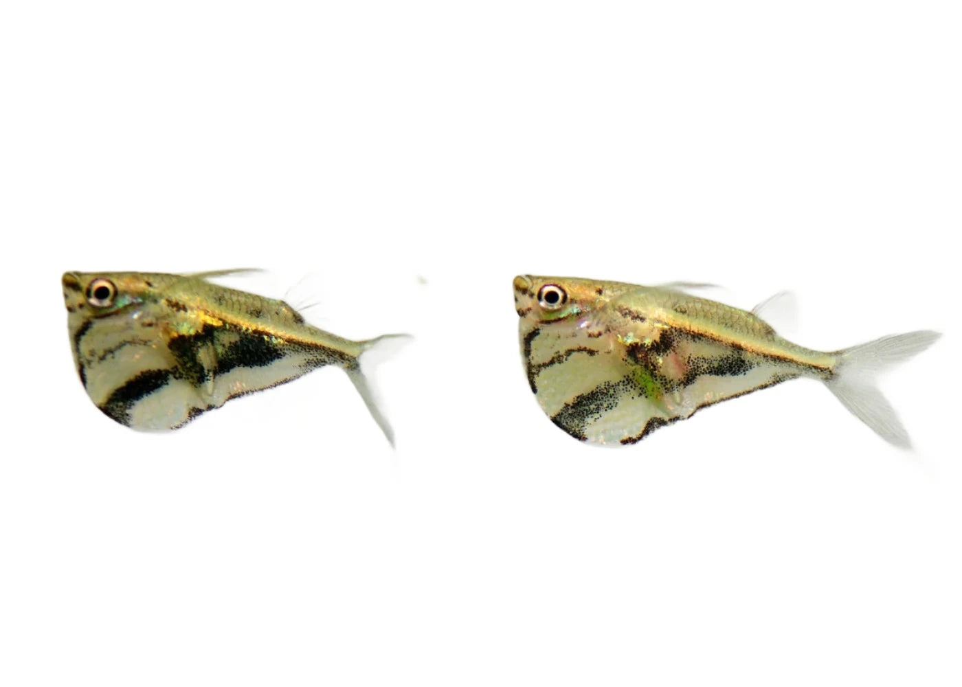 Hatchetfish Blackwings - NageoireBleue