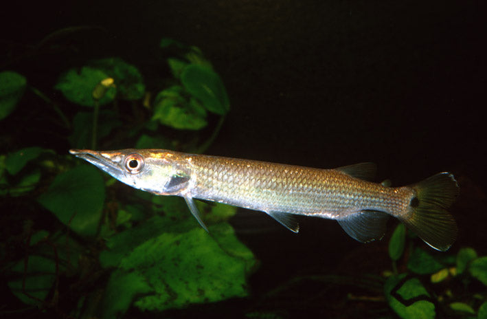 Tétra brochet (Silver Pike Hujeta)
