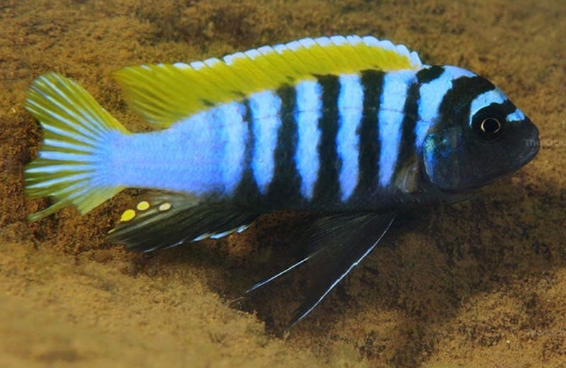 Mbuna Zebroides "Jalo reef"
